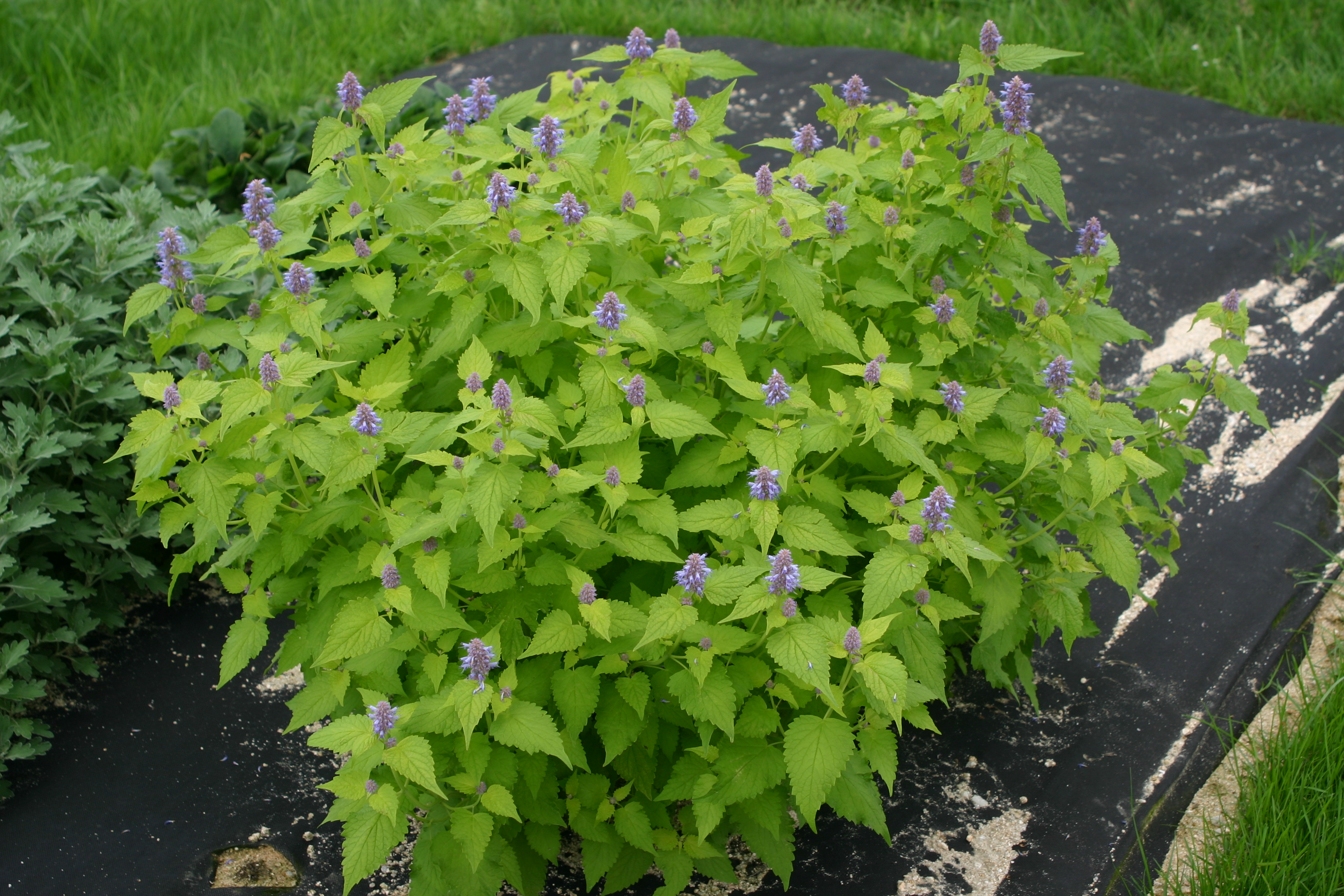 Agastache rugosa 'Golden Jubilee'